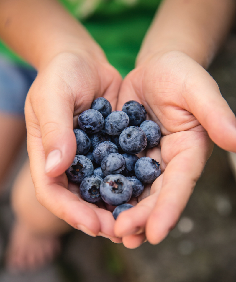 super-foods-blueberries