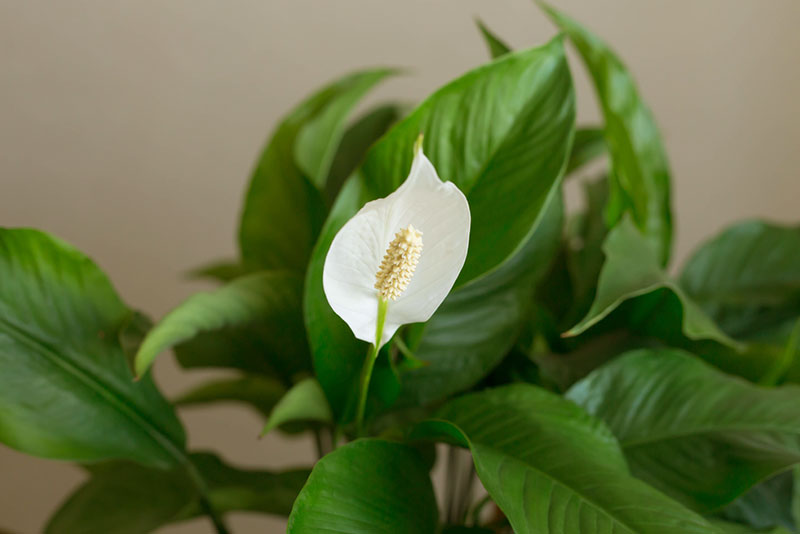 Peace Lily - cure for asthma