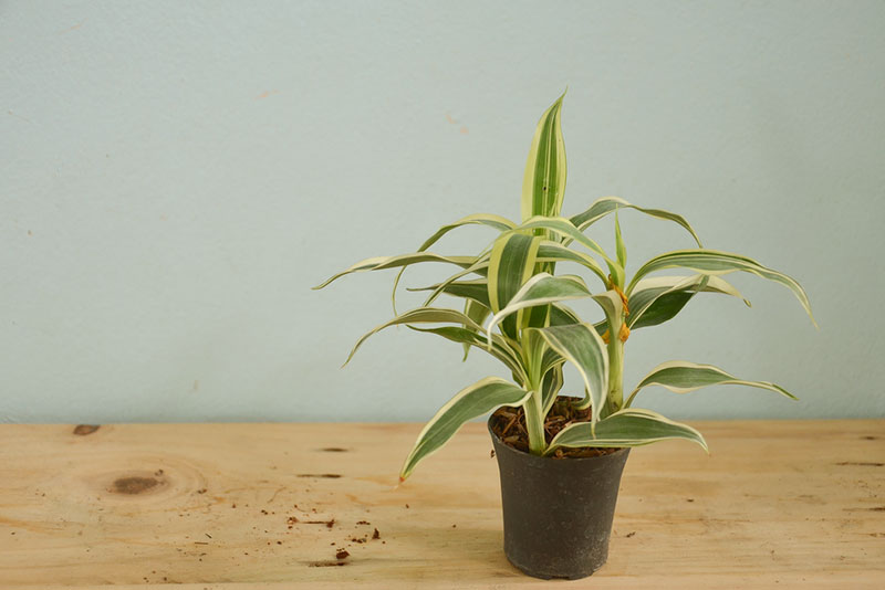 Dracaena - cure for asthma