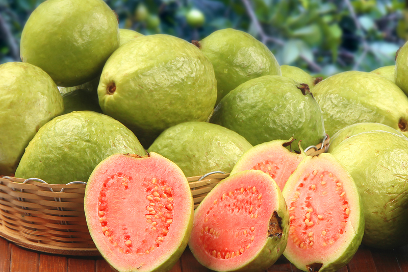 fruit-for-family-health-guava