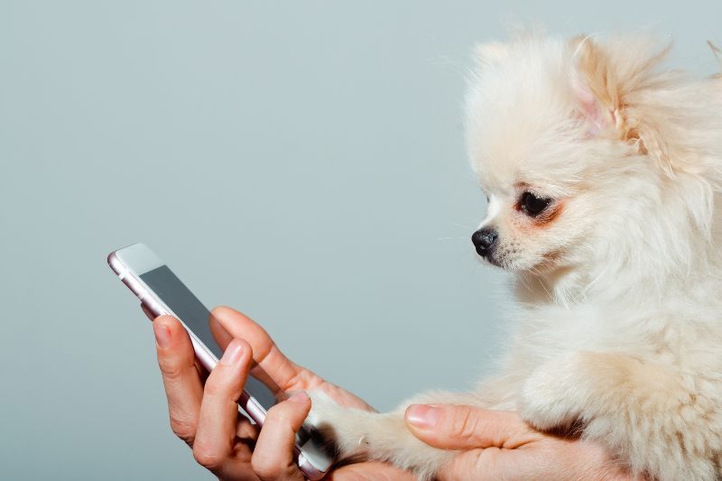 Get Your Pets On Video Call - Activ Living