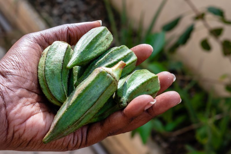 Okra benefits