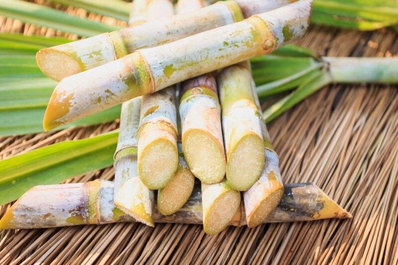 Sugarcane_Activ Living Community