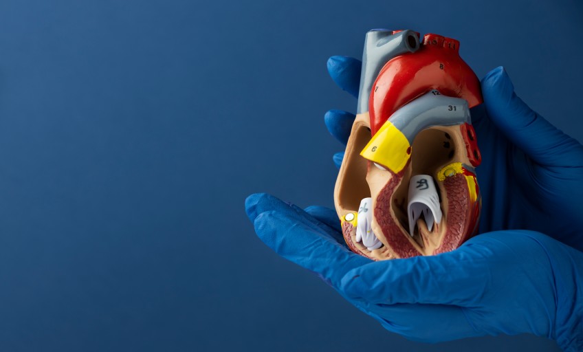 person-holding-anatomic-heart-model-educational-purpose f_Activ Living Community