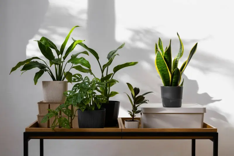 indoor-plants-studio (2)_Activ Living Community