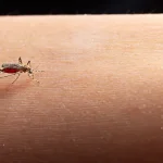 close-up-mosquito-sucking-blood_Activ Living Community