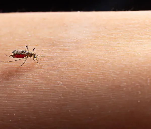 close-up-mosquito-sucking-blood_Activ Living Community