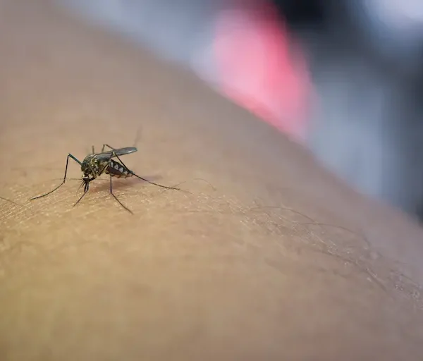 close-up-mosquito-sucking-blood-from-human-arm (2)_Activ Living Community