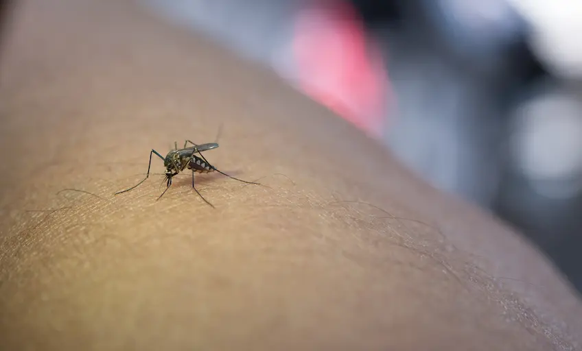 close-up-mosquito-sucking-blood-from-human-arm (2)_Activ Living Community