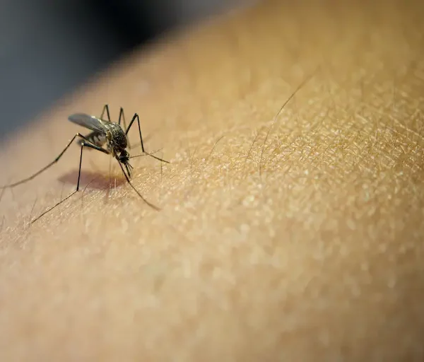 close-up-mosquito-sucking-blood-from-human-arm_Activ Living Community