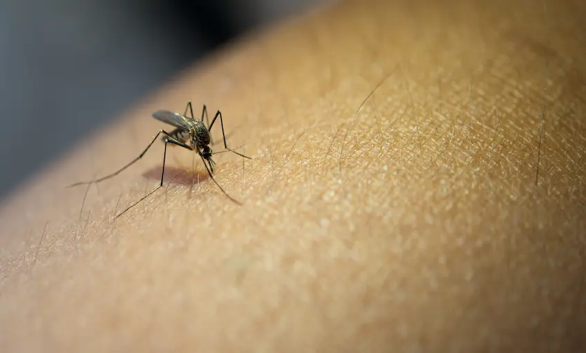 close-up-mosquito-sucking-blood-from-human-arm_Activ Living Community