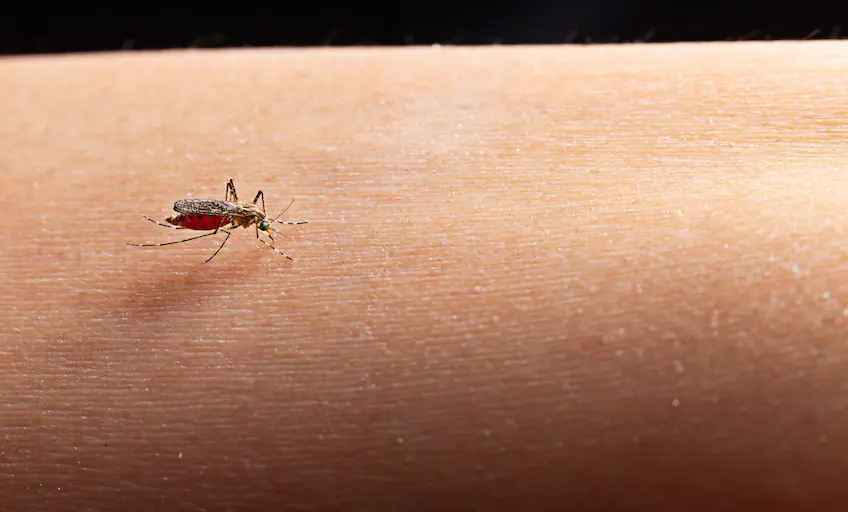 close-up-mosquito-sucking-blood_Activ Living Community