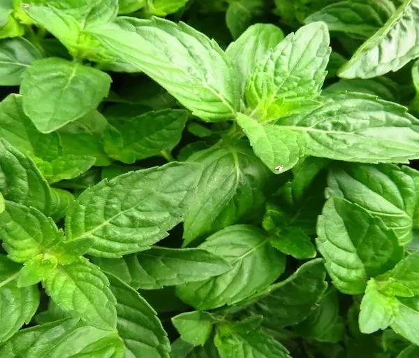selective-focus-shot-basil-leaves_Activ Living Community
