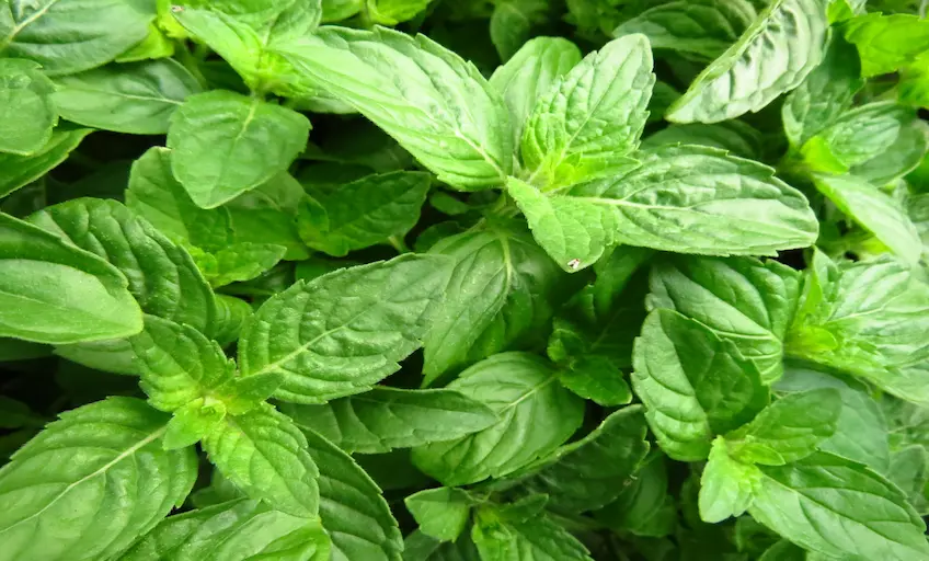 selective-focus-shot-basil-leaves_Activ Living Community